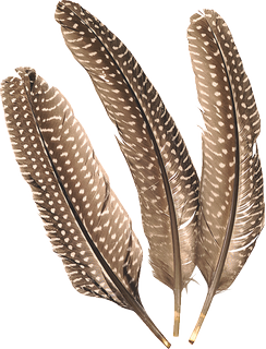 Guinea Fowl Feathers, 150 - 200 mm, natural, 8 piece(s)