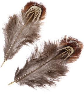 Fasanenfedern | 30 - 90 mm, natur, 1,5 g